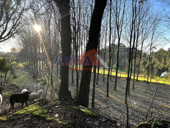 Terreno para Venda em O. Azeméis, Riba-Ul, Ul, Macinhata Seixa, Madail Foto 5