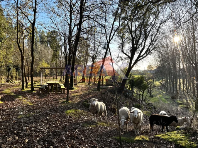 Terreno para Venda em O. Azeméis, Riba-Ul, Ul, Macinhata Seixa, Madail Foto 6
