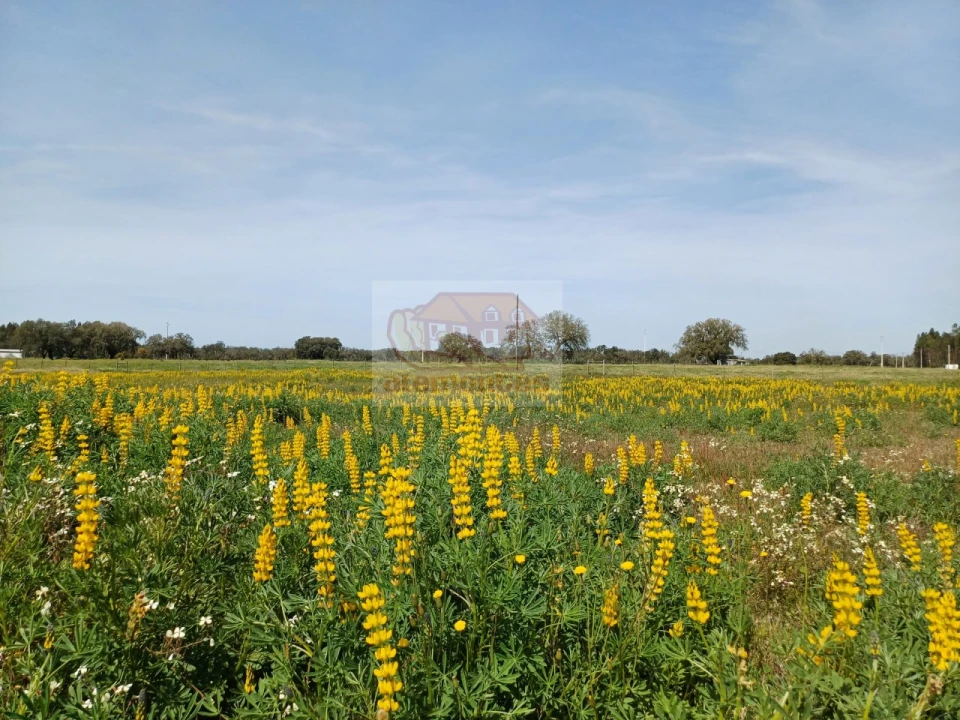 Terreno para Venda em Grândola e Santa Margarida da Serra Foto 9