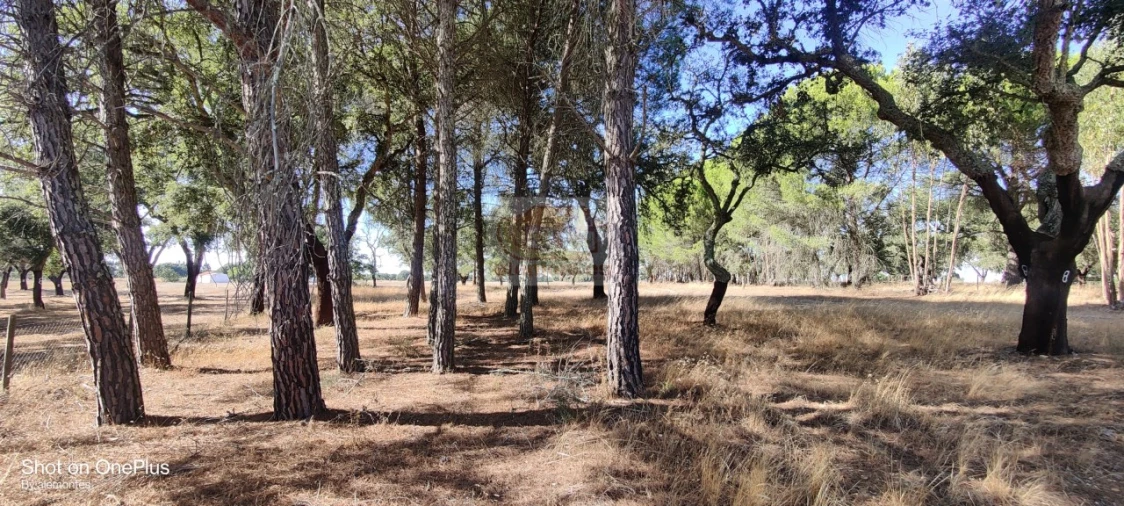 Terreno para Venda em Grândola e Santa Margarida da Serra Foto 1