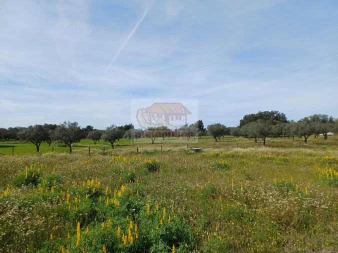 Terreno para Venda em Grândola e Santa Margarida da Serra Foto 10