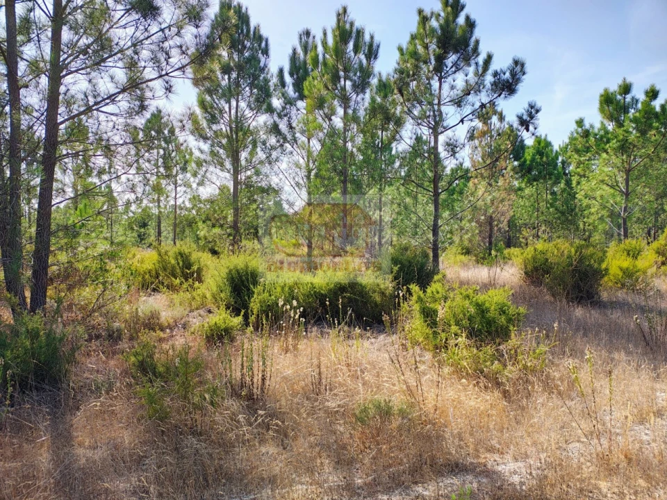 Terreno para Venda em Grândola e Santa Margarida da Serra Foto 5