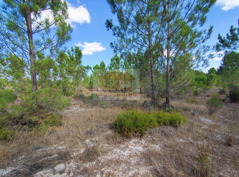 Terreno para Venda em Grândola e Santa Margarida da Serra Foto 8