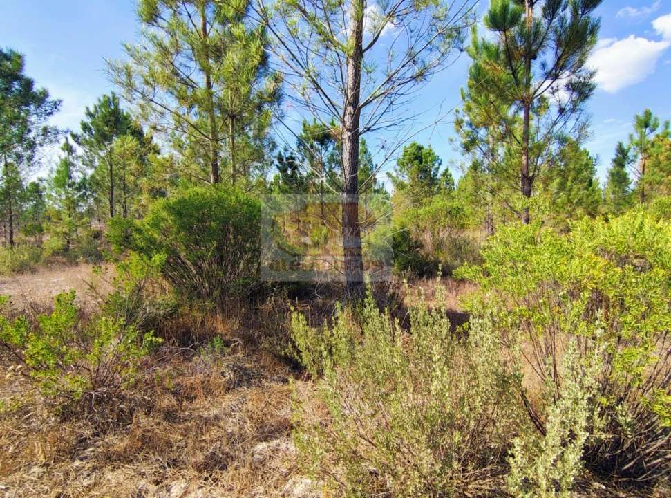 Terreno para Venda em Grândola e Santa Margarida da Serra Foto 9