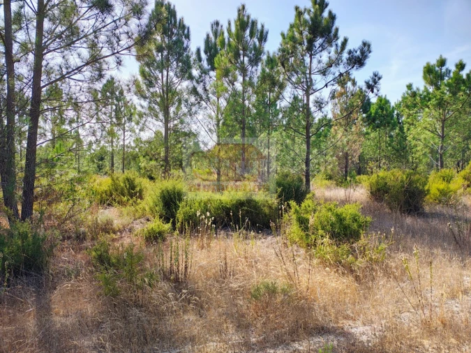 Terreno para Venda em Grândola e Santa Margarida da Serra Foto 5