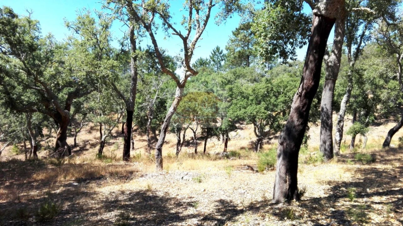 Terreno para Venda em Melides Foto 7