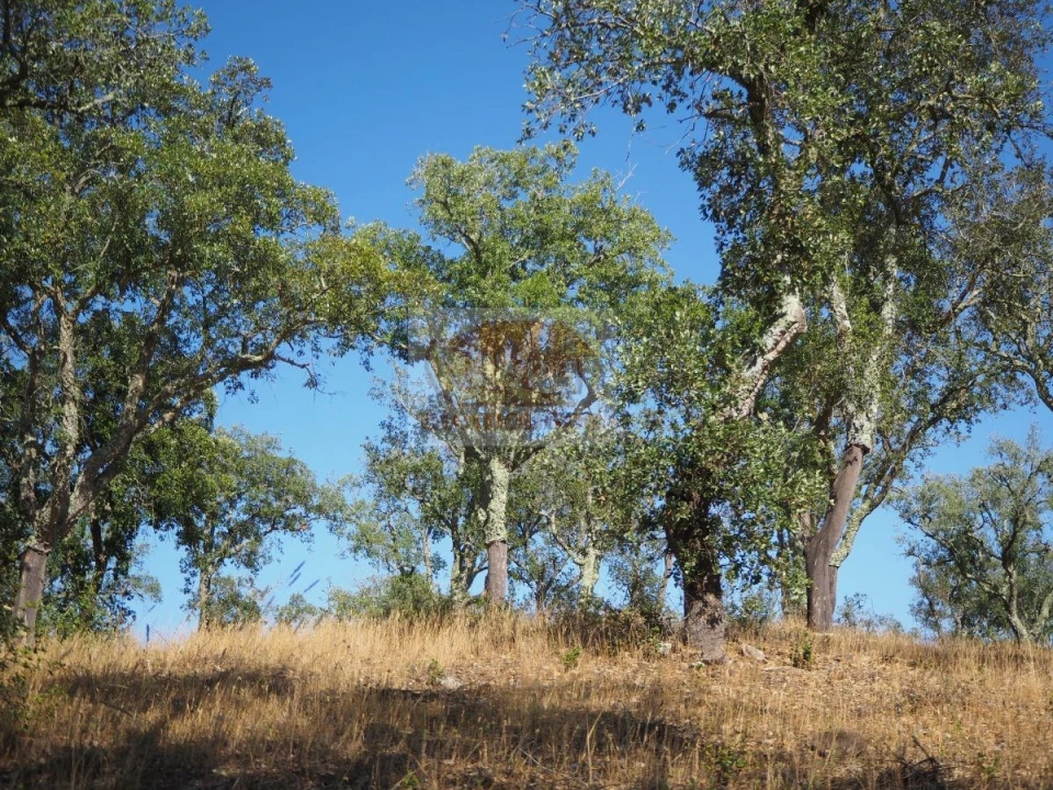Terreno para Venda em Grândola e Santa Margarida da Serra Foto 8