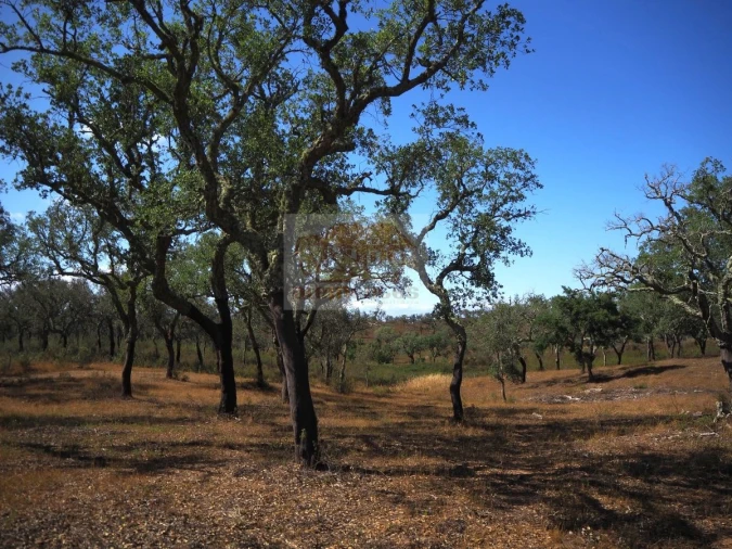 Terreno para Venda em Grândola e Santa Margarida da Serra Foto 6