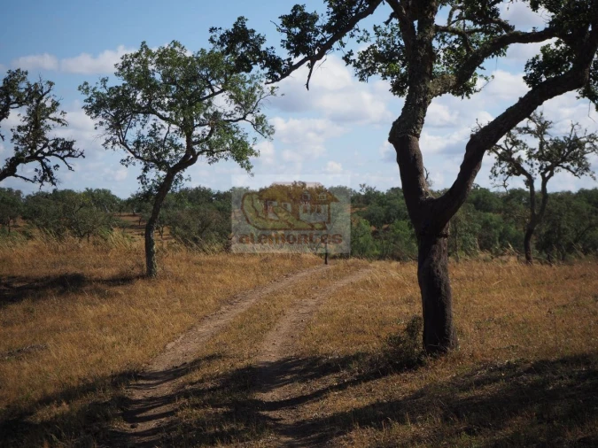 Terreno para Venda em Grândola e Santa Margarida da Serra Foto 7