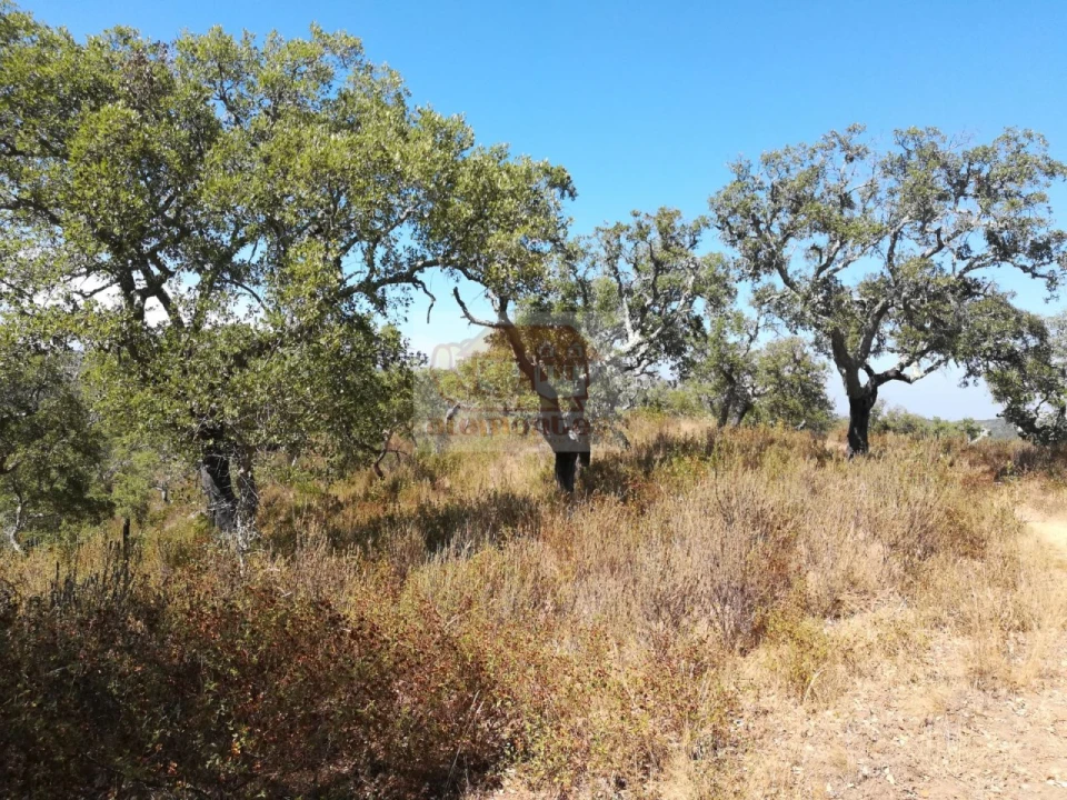 Terreno para Venda em Grândola e Santa Margarida da Serra Foto 6