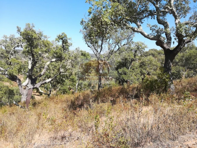 Terreno para Venda em Grândola e Santa Margarida da Serra Foto 7