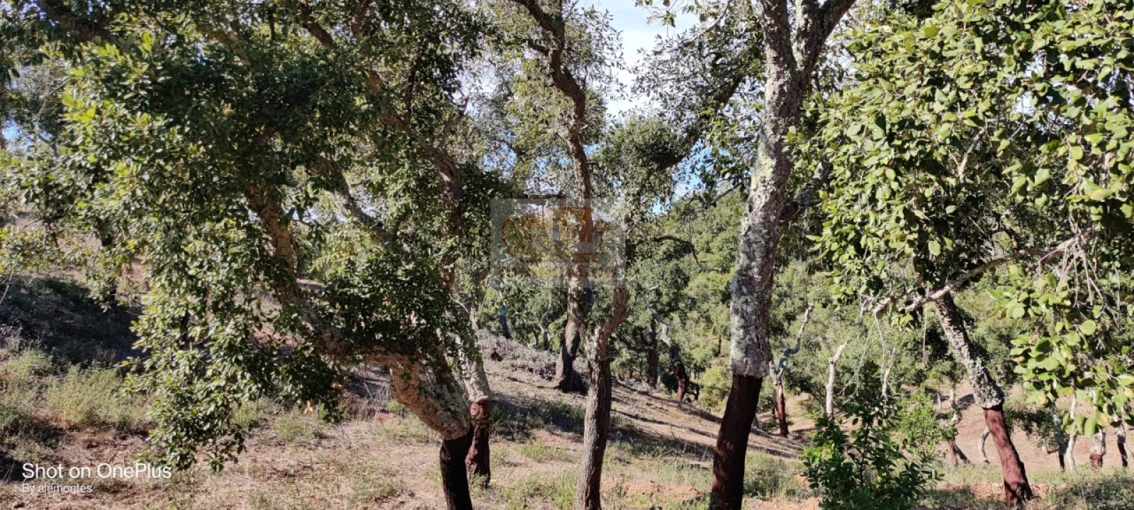 Terreno para Venda em São Francisco da Serra Foto 3