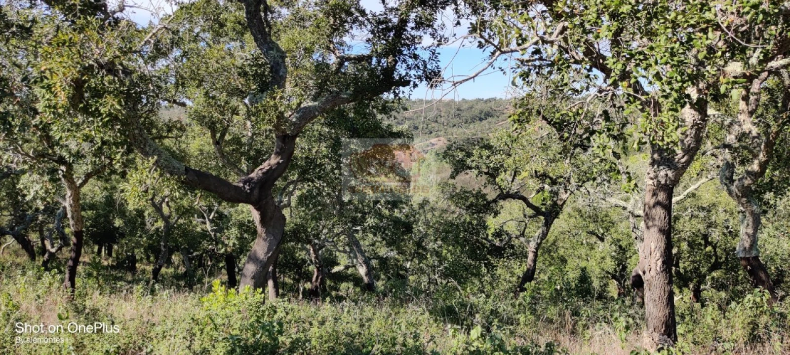 Terreno para Venda em São Francisco da Serra Foto 8
