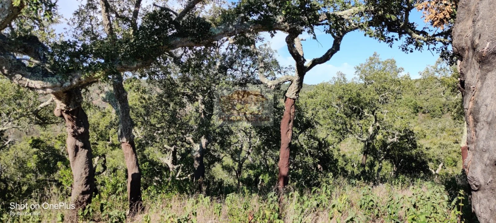 Terreno para Venda em São Francisco da Serra Foto 10