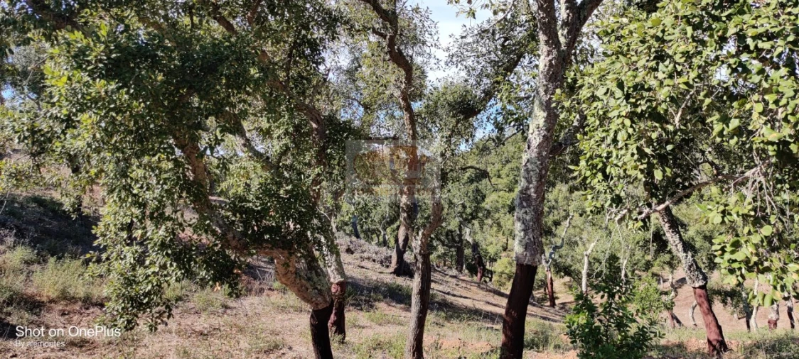 Terreno para Venda em São Francisco da Serra Foto 3