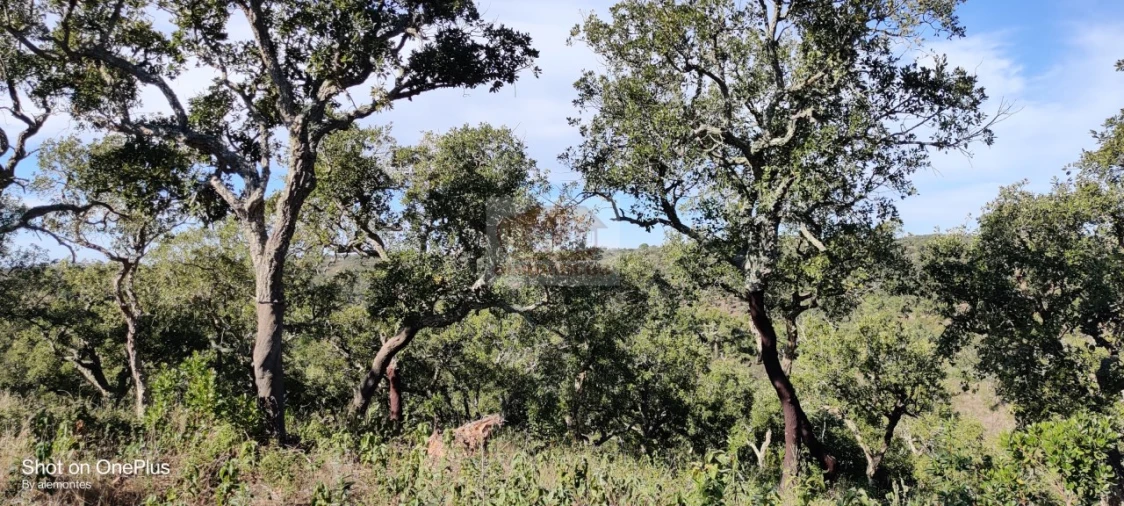 Terreno para Venda em São Francisco da Serra Foto 4