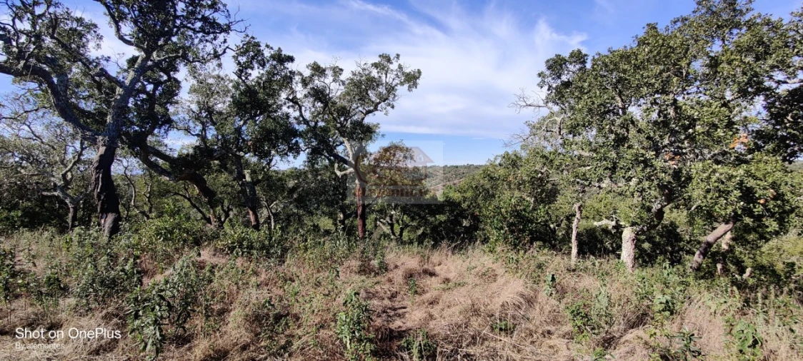 Terreno para Venda em São Francisco da Serra Foto 5