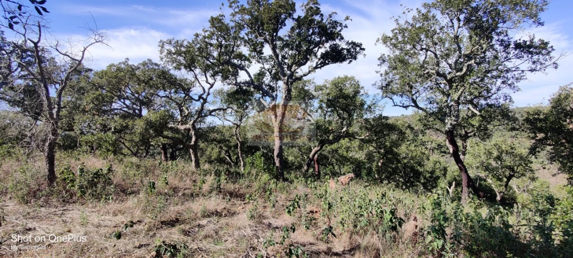 Terreno para Venda em São Francisco da Serra Foto 6