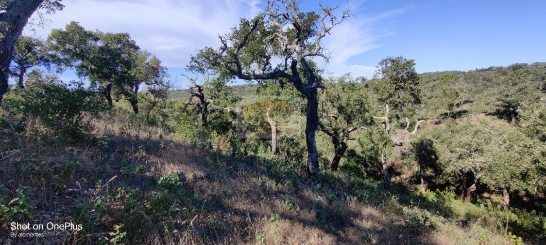 Terreno para Venda em São Francisco da Serra Foto 7