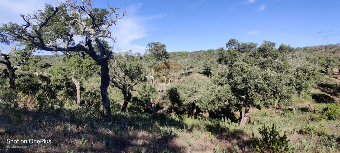 Terreno para Venda em São Francisco da Serra Foto 9