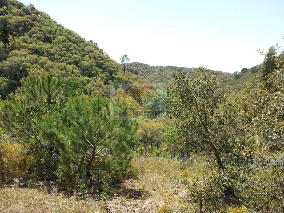 Terreno para Venda em São Francisco da Serra Foto 2