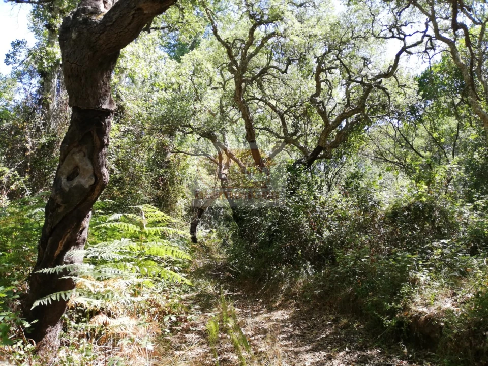 Terreno para Venda em São Francisco da Serra Foto 11