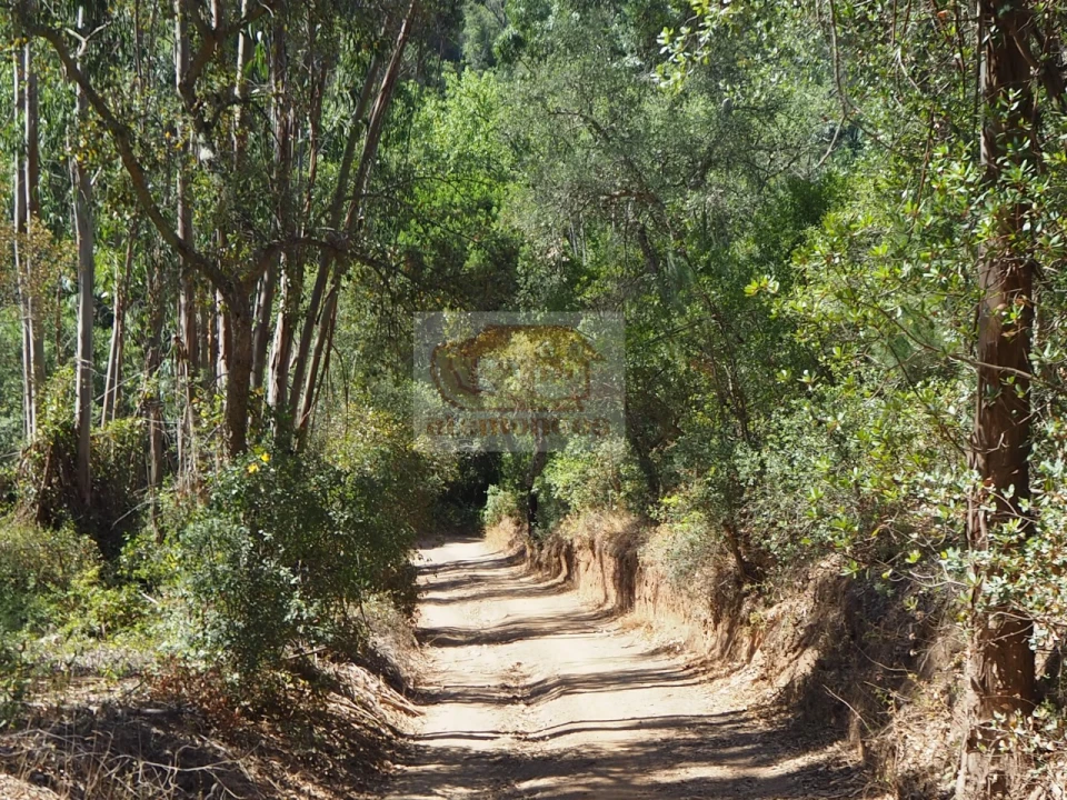 Terreno para Venda em São Francisco da Serra Foto 3