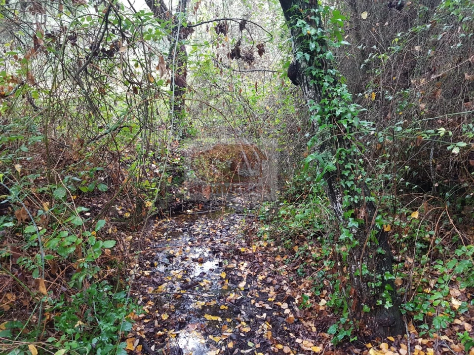 Terreno para Venda em São Francisco da Serra Foto 7