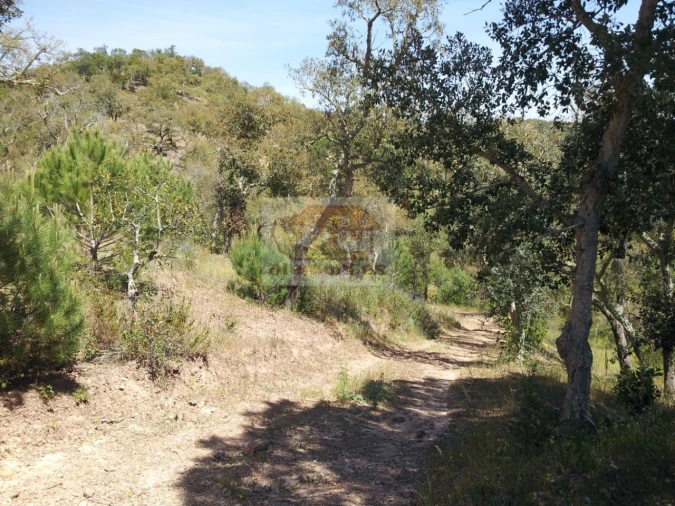 Terreno para Venda em São Francisco da Serra Foto 13