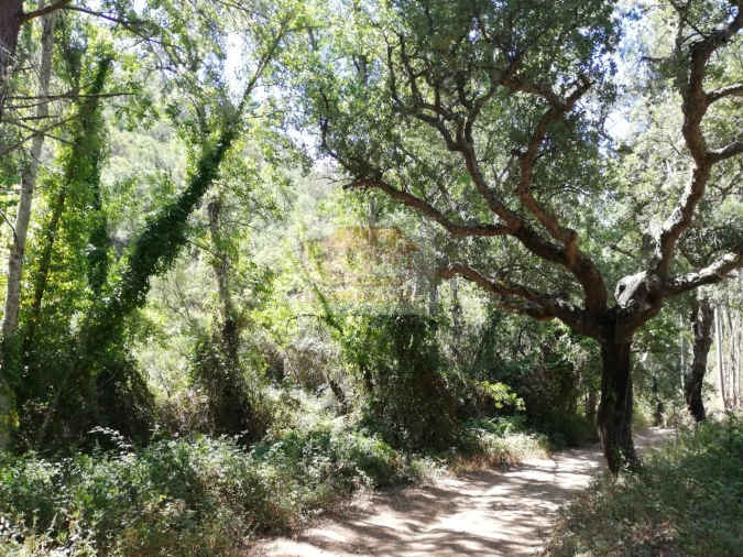 Terreno para Venda em São Francisco da Serra Foto 4