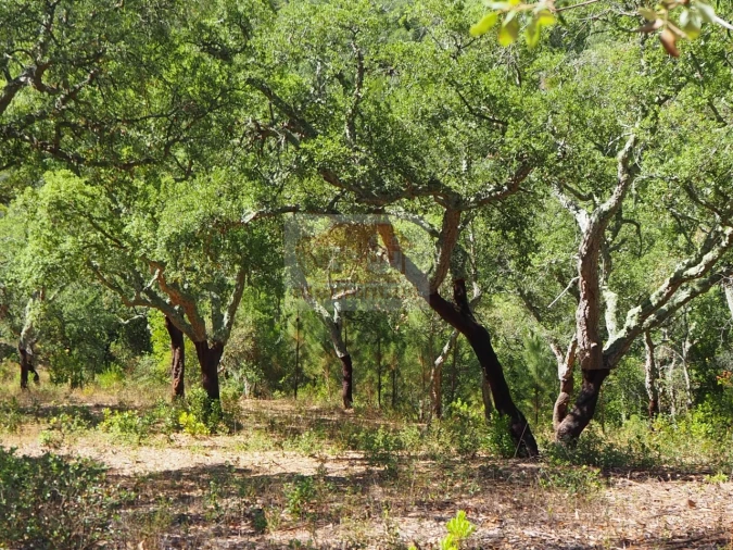 Terreno para Venda em São Francisco da Serra Foto 10