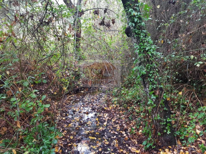 Terreno para Venda em São Francisco da Serra Foto 7