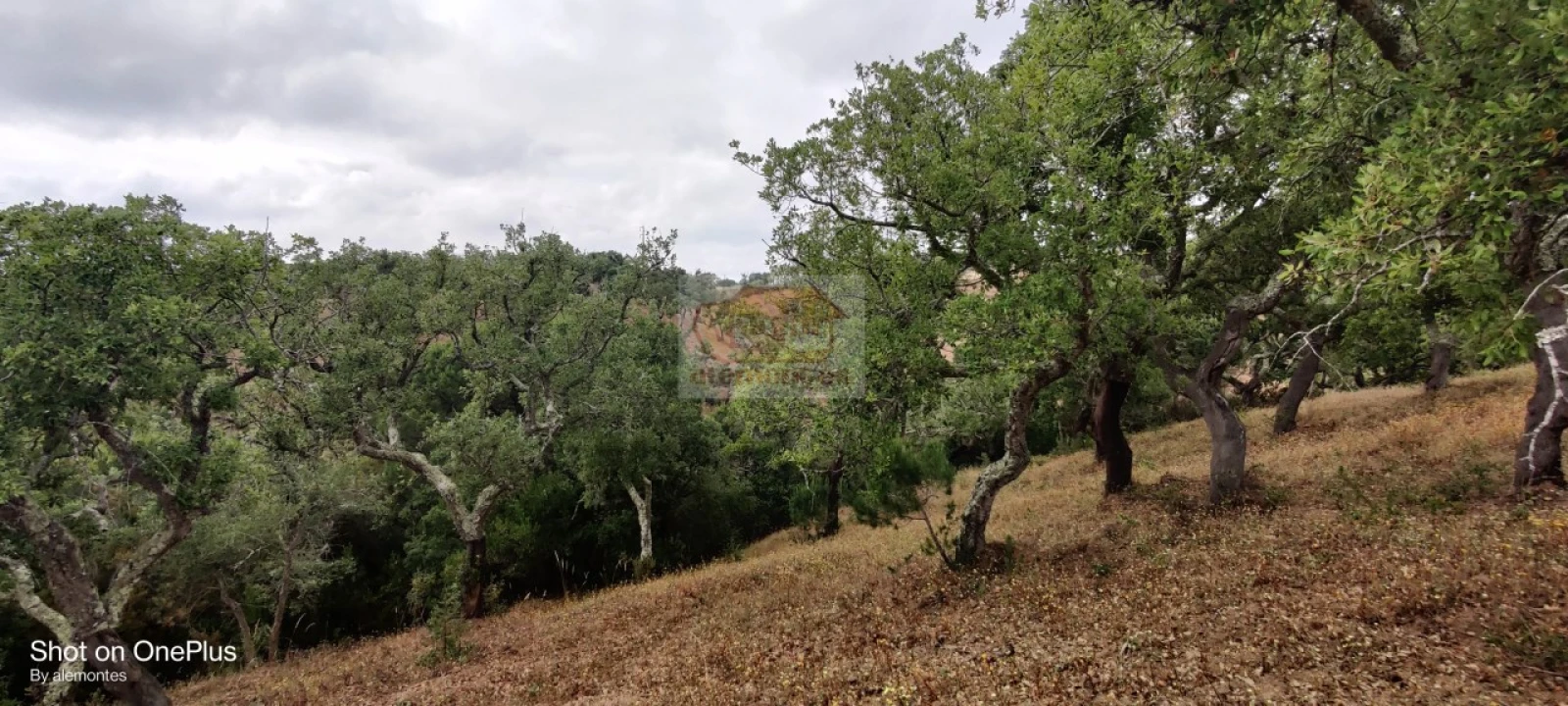 Terreno para Venda em Melides Foto 3