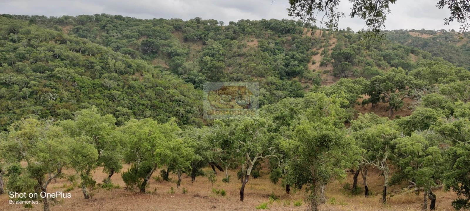 Terreno para Venda em Melides Foto 8