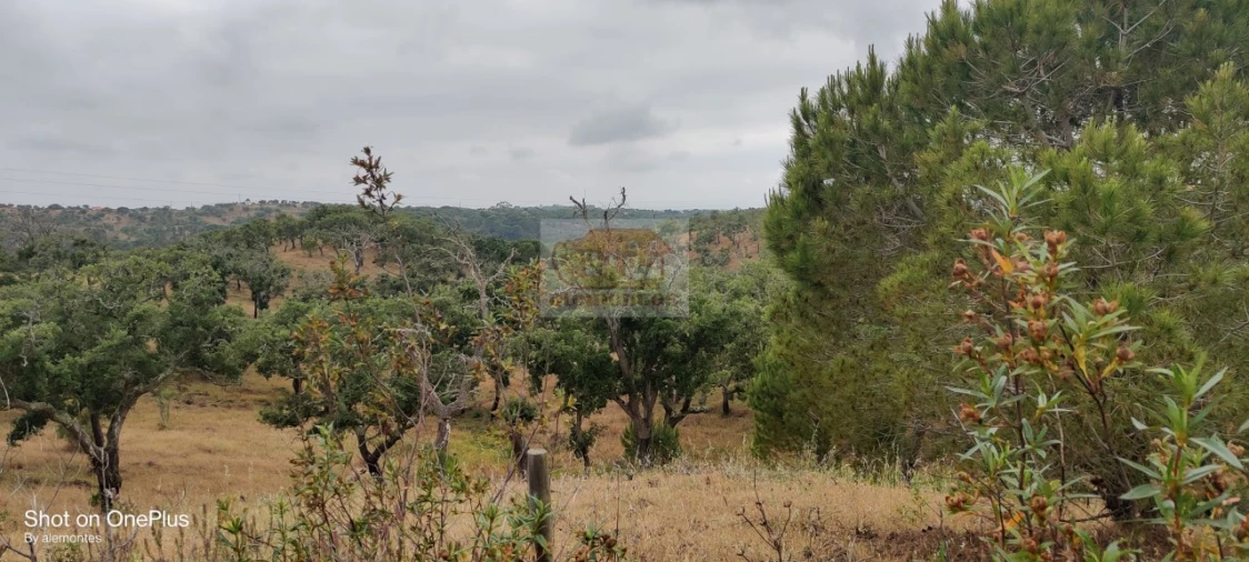 Terreno para Venda em Melides Foto 5