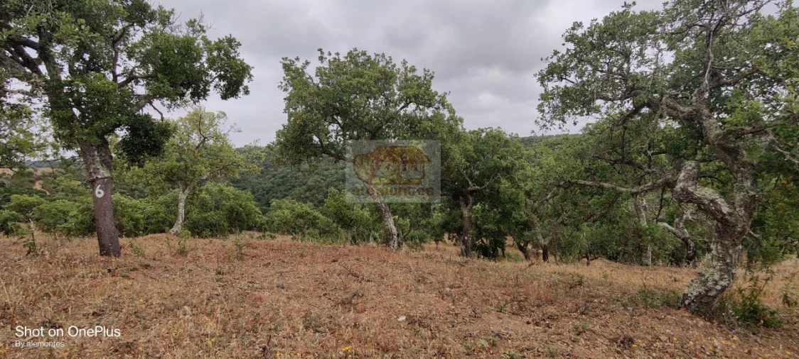 Terreno para Venda em Melides Foto 1