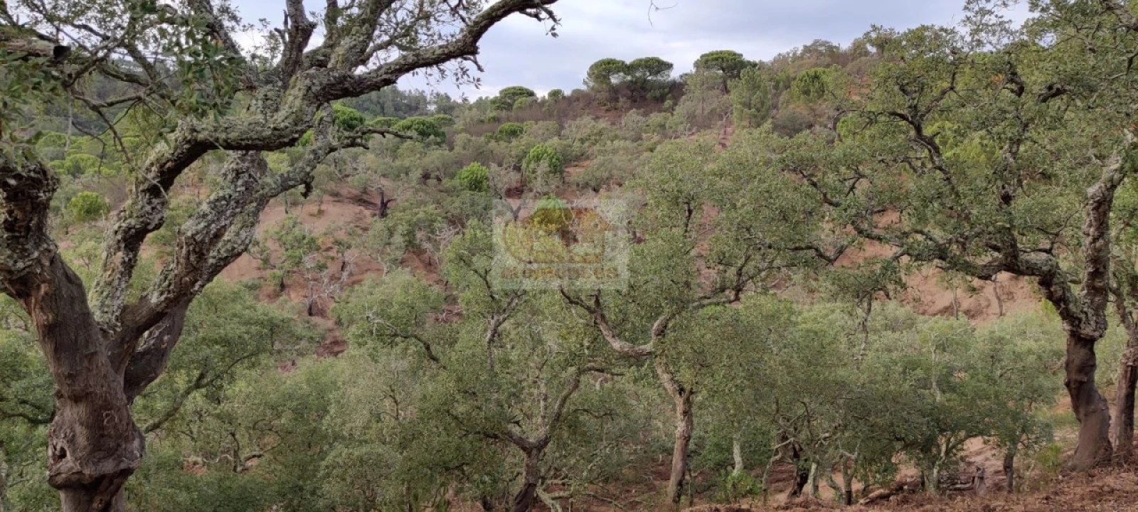 Terreno para Venda em Grândola e Santa Margarida da Serra Foto 8