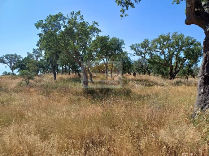 Terreno para Venda em Abela Foto 9