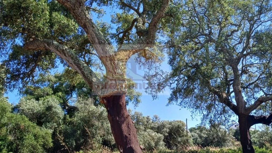 Terreno para Venda em Abela
