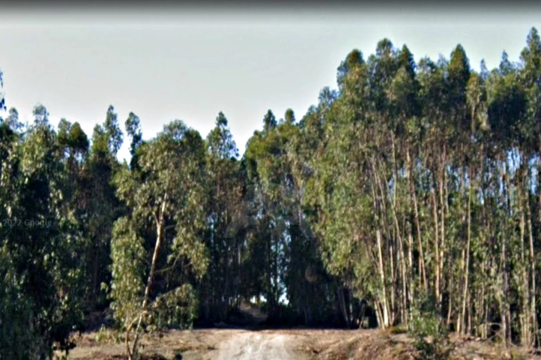 Terreno para Venda em Ramalhal Foto 9