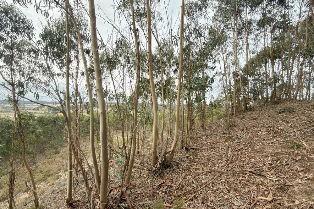 Terreno para Venda em Ramalhal Foto 12