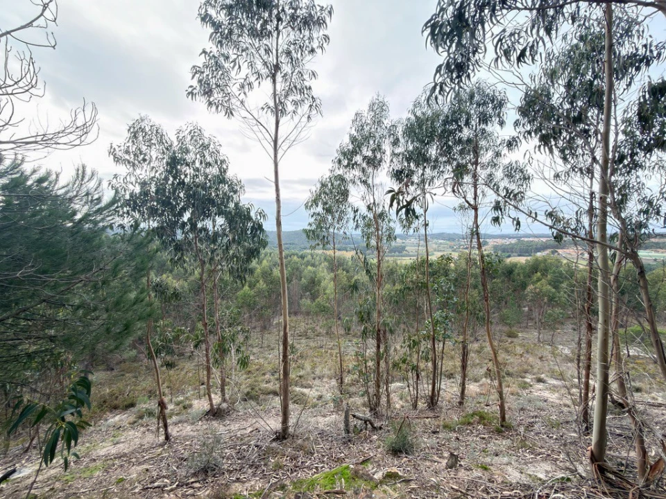 Terreno para Venda em Ramalhal Foto 13