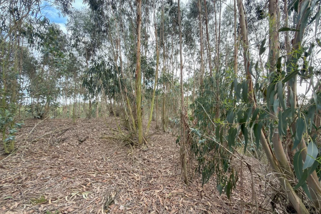 Terreno para Venda em Ramalhal Foto 16