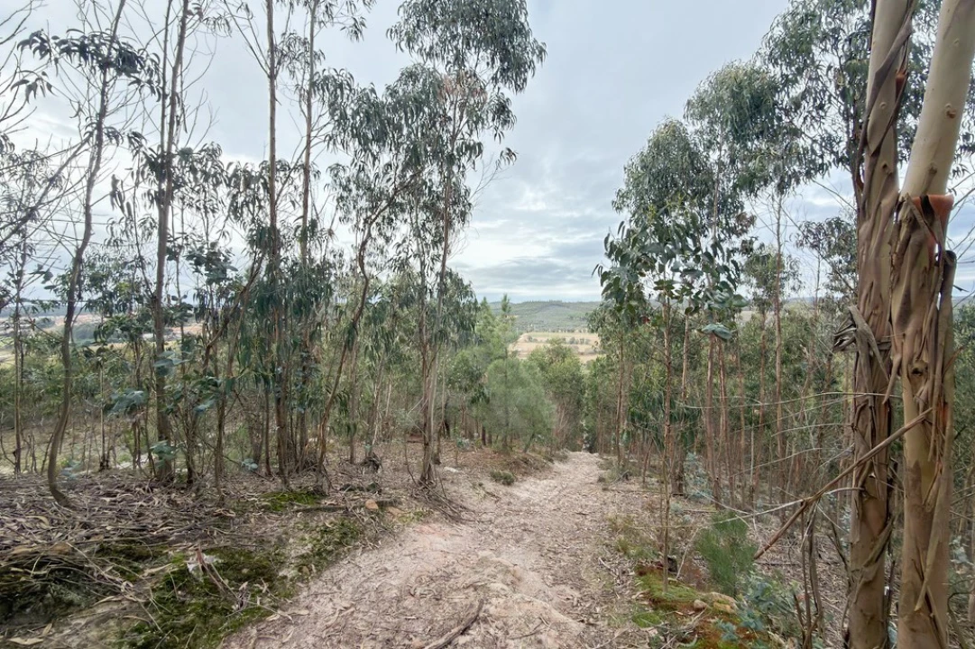 Terreno para Venda em Ramalhal Foto 17