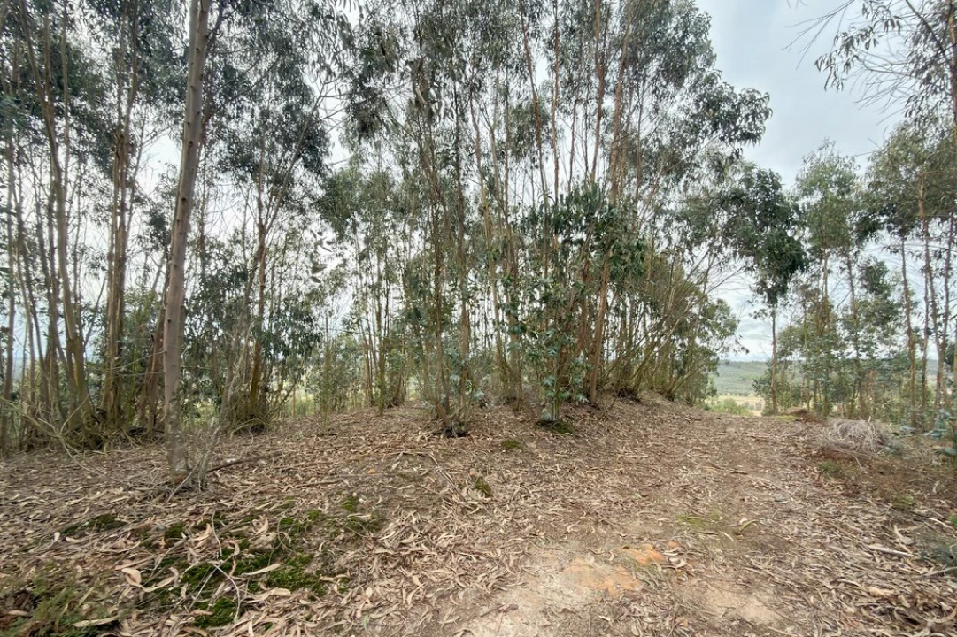 Terreno para Venda em Ramalhal Foto 20
