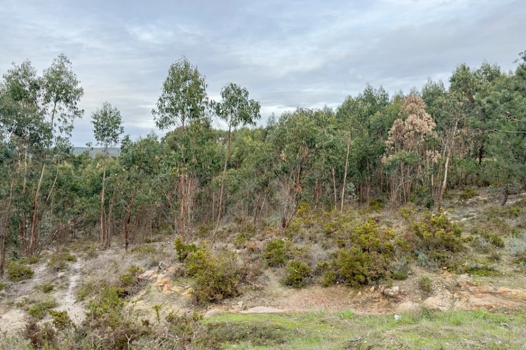 Terreno para Venda em Ramalhal Foto 26