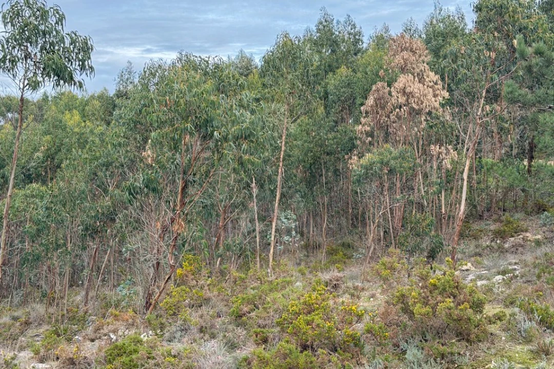 Terreno para Venda em Ramalhal Foto 27