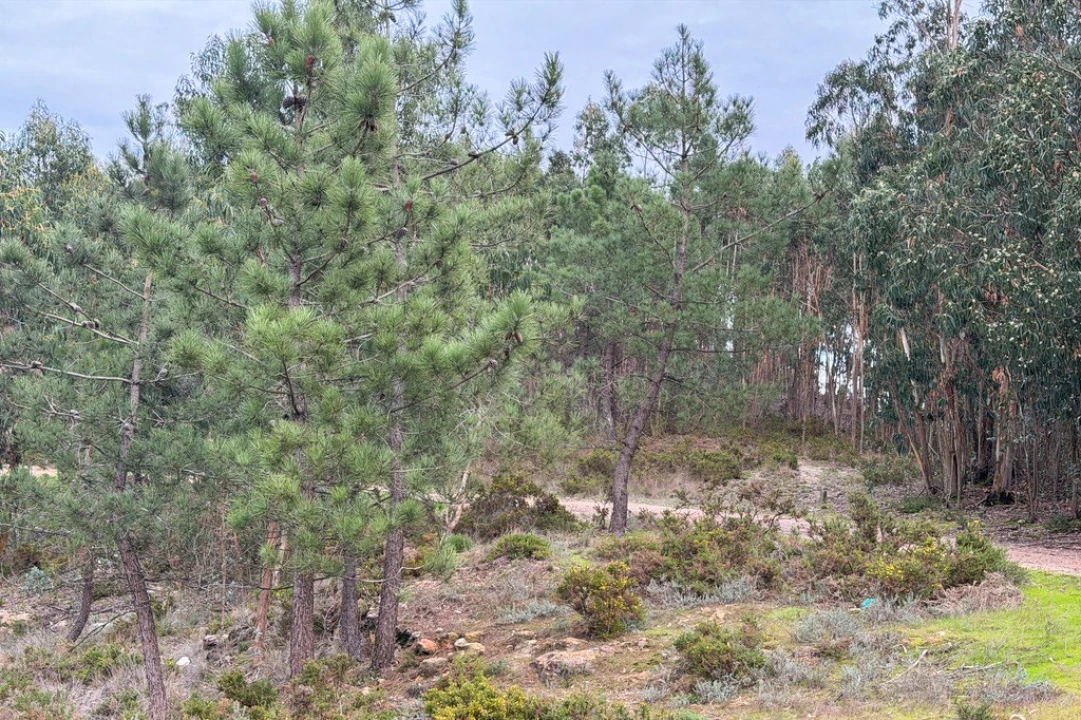 Terreno para Venda em Ramalhal Foto 28