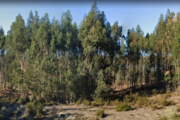 Terreno para Venda em Ramalhal Foto 11