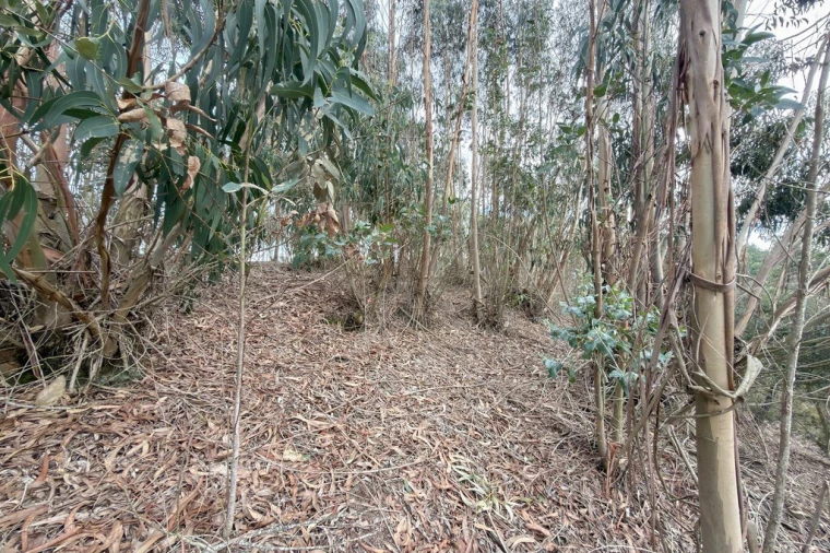 Terreno para Venda em Ramalhal Foto 15